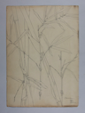 Image of Untitled (Plant Study, Bamboo)
