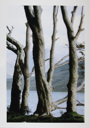 Image of Bare Trees, Mayo, from "Selected Images of Ireland"