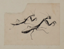 Image of Untitled (Study of Praying Mantis)