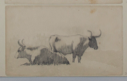 Image of Untitled (Study of Cows)