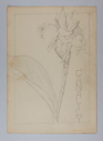 Image of Untitled (Plant Study, Canalily)
