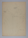Image of Untitled (Plant Study, Red Lily)