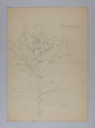Image of Untitled (Plant Study, Oleander)