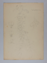Image of Untitled (Plant Study, Wisteria)