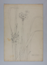 Image of Untitled (Plant Study, Narcissus)