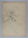 Image of Untitled (Plant Study, Japaneese Plumb [sic])