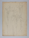 Image of Untitled (Plant Study, Iris)
