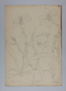 Image of Untitled (Plant Study, Day Lilies)