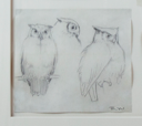 Image of Untitled (study of owls)
