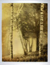 Image of Birch Trees and Gold Light