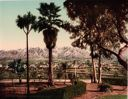 Image of "Snow and Palms" at Pasadena, California