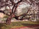 Image of A Live Oak in Magnolia Cemetery, Charleston, S.C.