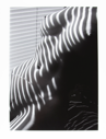 Image of Zebra Nude, New York