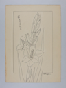 Image of Gladiolus